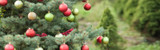 Oh Tannenbaum: A Forestry Friday for Christmas Trees